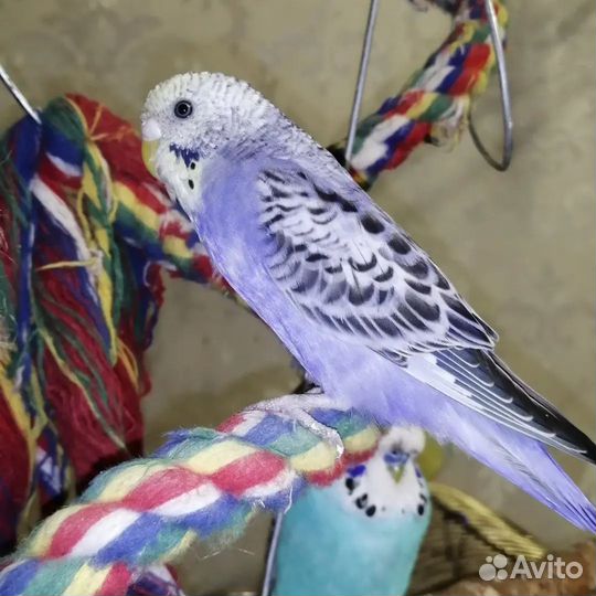 Волнистый попугай птенец девочка