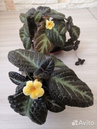 Комнатные цветы