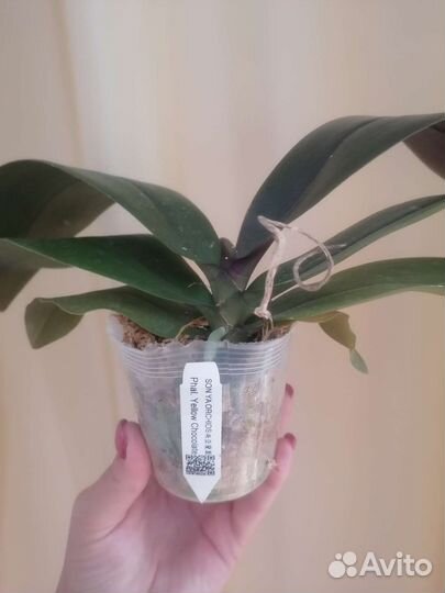 Орхидея фаленопсис бабочка