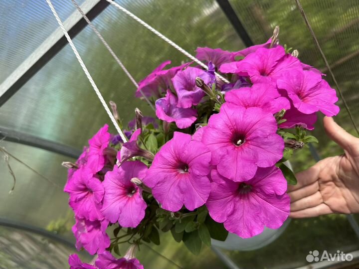 Петуния в кашпо