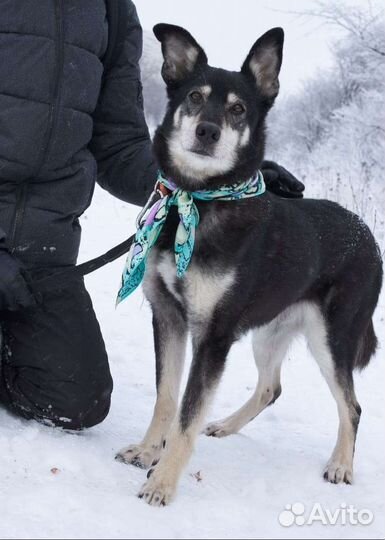 Приезжай хотя бы погулять с Джоником