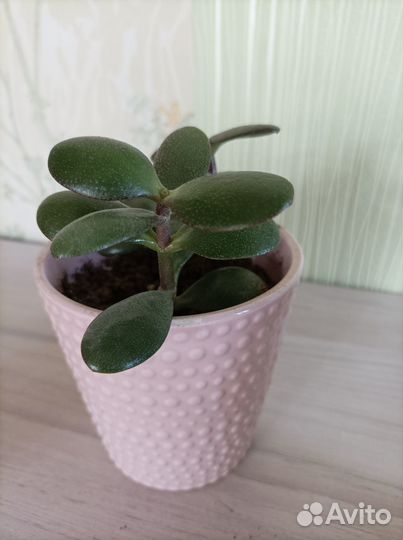 Растение Толстянка денежное дерево