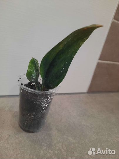 Сциндапсус дарк форм, мунлайт