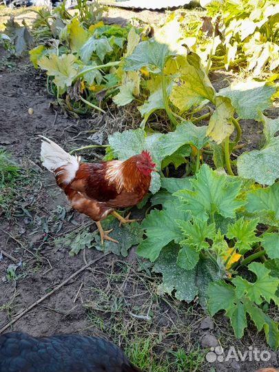 Молодые петушки