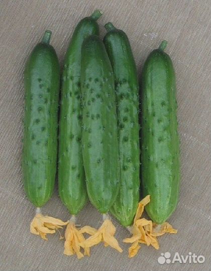 Огурец Весеннее чудо F1 (уд) 0,3 гр цв.п