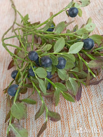 Черника свежая