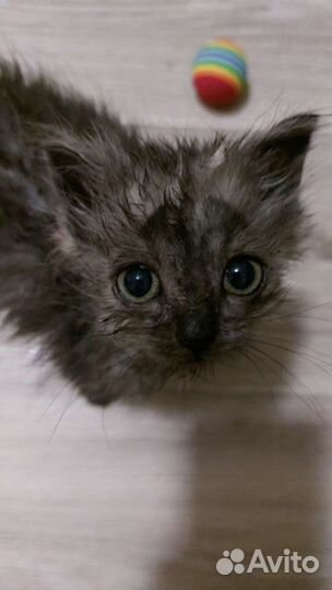 Котенок подкидыш