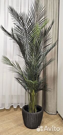 Декоративное дерево Пальма