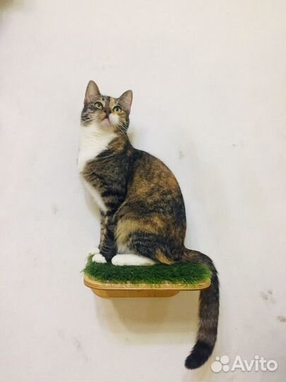 Кошечка Варя