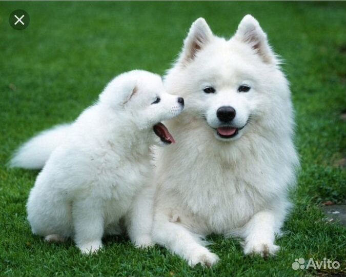 Продам щенков самоеда
