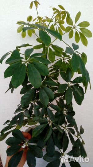 Продам комнатные растения