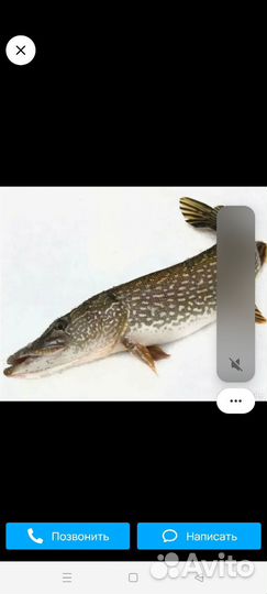 Потрошёная щука