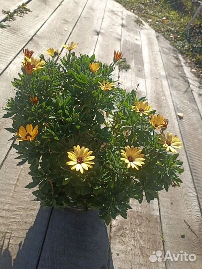 Остеоспермум вегетативный желтый