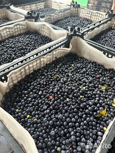 Черника лесная