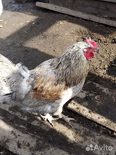 Молодые петухи