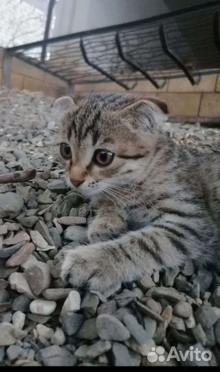 Кошка в дар бесплатно