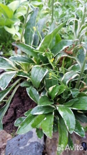 Цветы многолетники