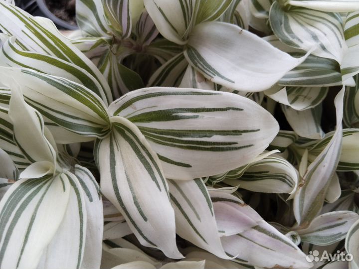 Комнатные растения цветы традесканция