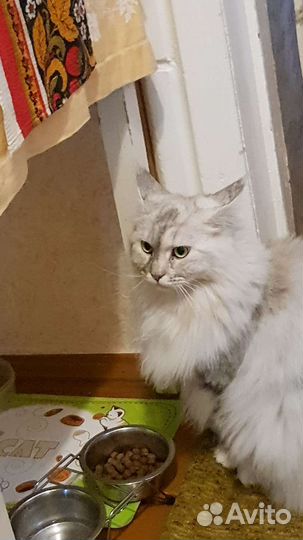 Майн Кун в добрые руки