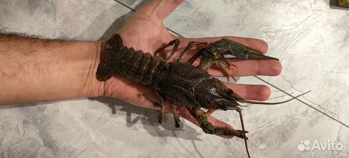 Вкусные раки