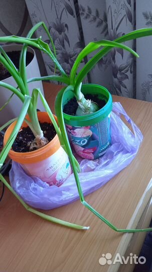 Индийский лук-оружие против боли