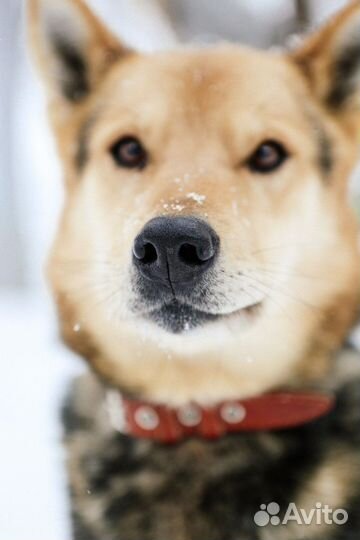 Очень контактный пес Феникс ищет дом