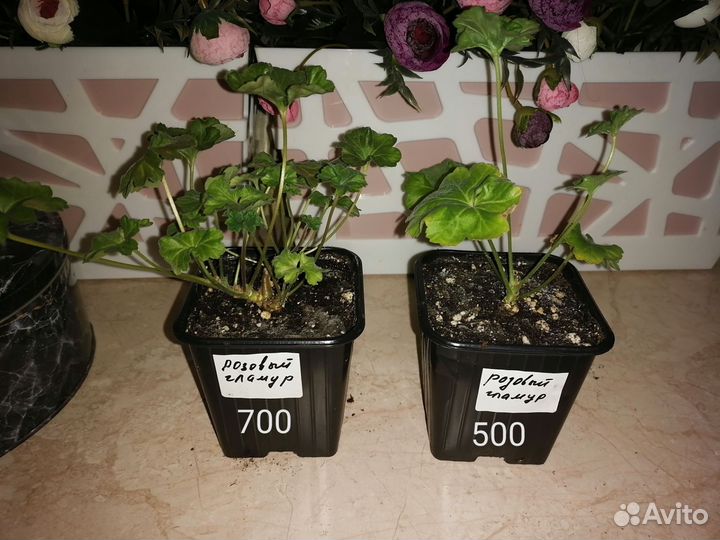 Пеларгония ес Розовый гламур