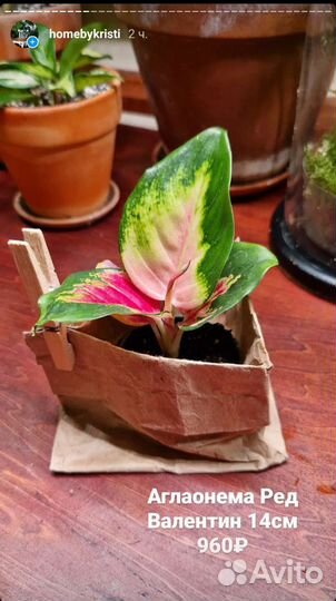 Аглаонемы розовые