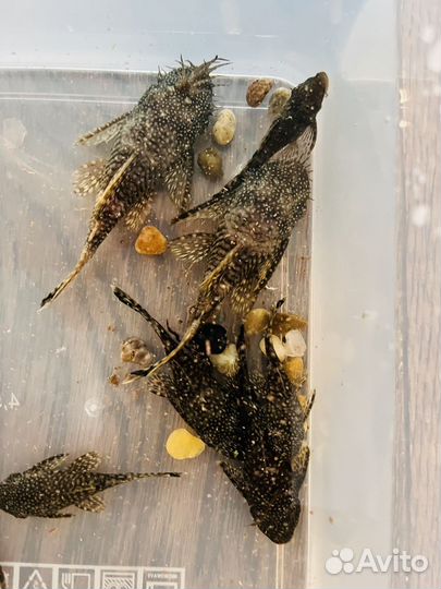 Аквариумные рыбки сомики