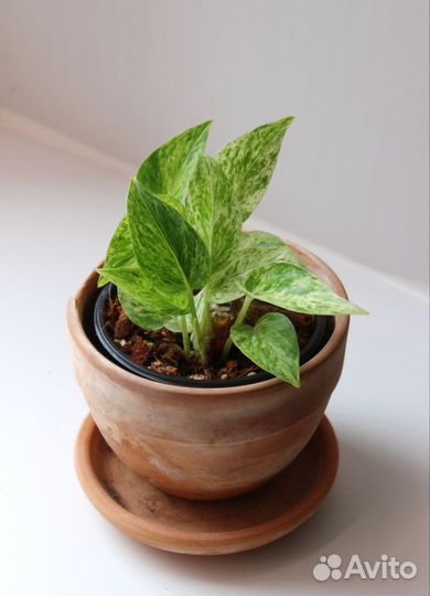 Эпипремнум Марбл Квин