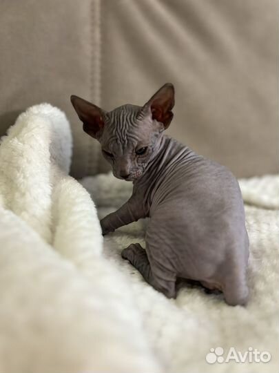 Донской сфинкс котята