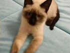 Кошка сиамска тайская