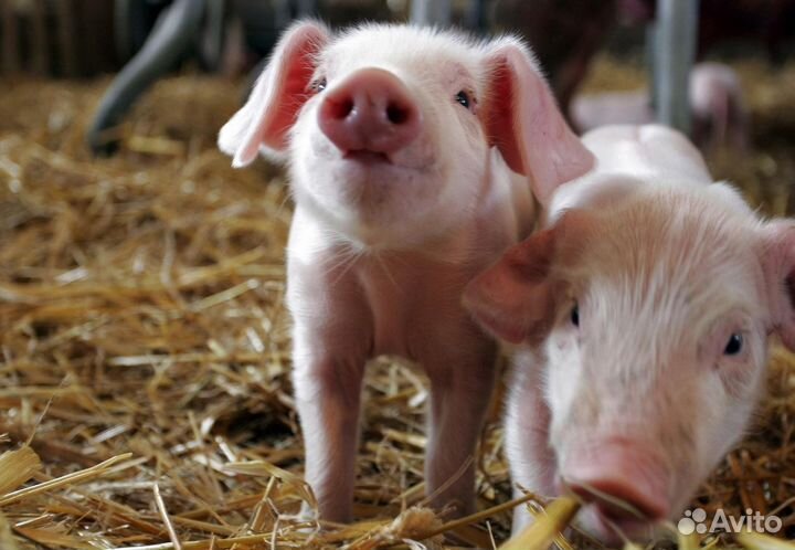 Вахтой работа с питанием разнорабочие