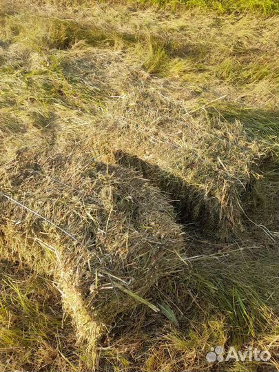 Сено в тюках