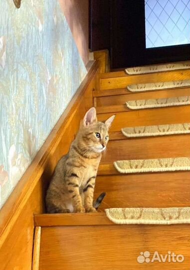 Чаузи ф1 кошечка