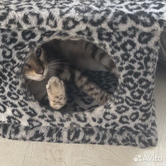 Бенгальский кот