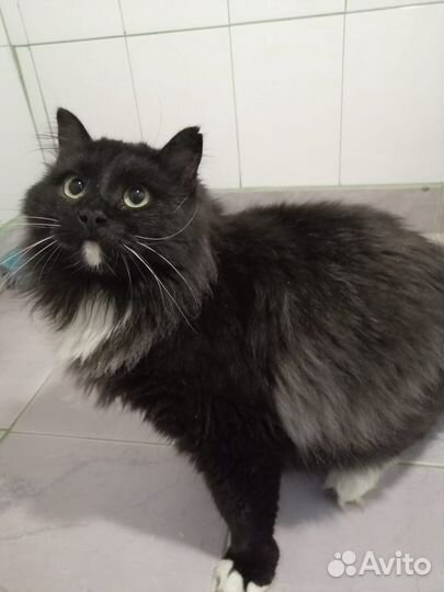 Барни ищет самый лучший дом