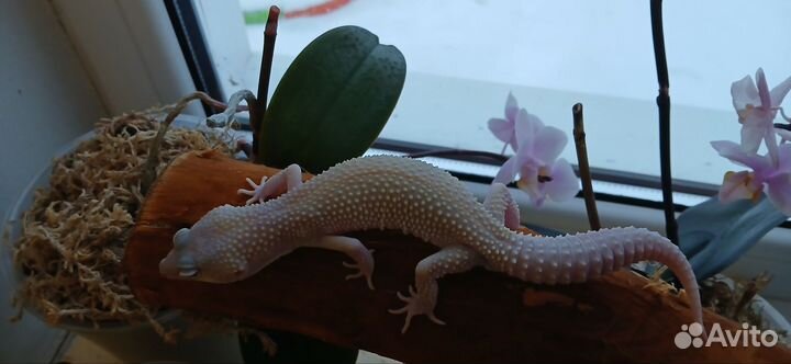 Эублефар мальчик