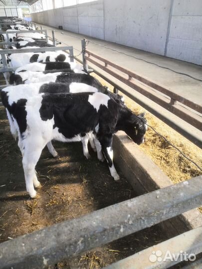 Телята мясной породы