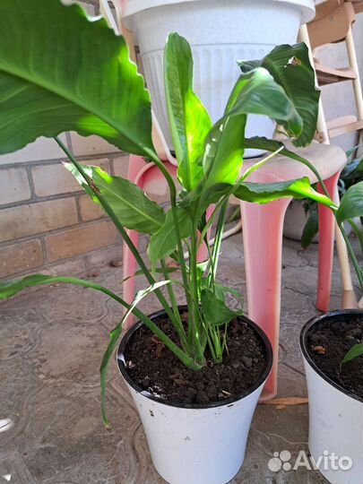 Цветок женское счастье