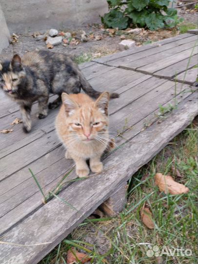 Котята в добрые руки