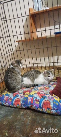 Стерильные кот и кошка