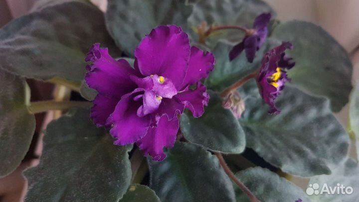 Фиалка, лист