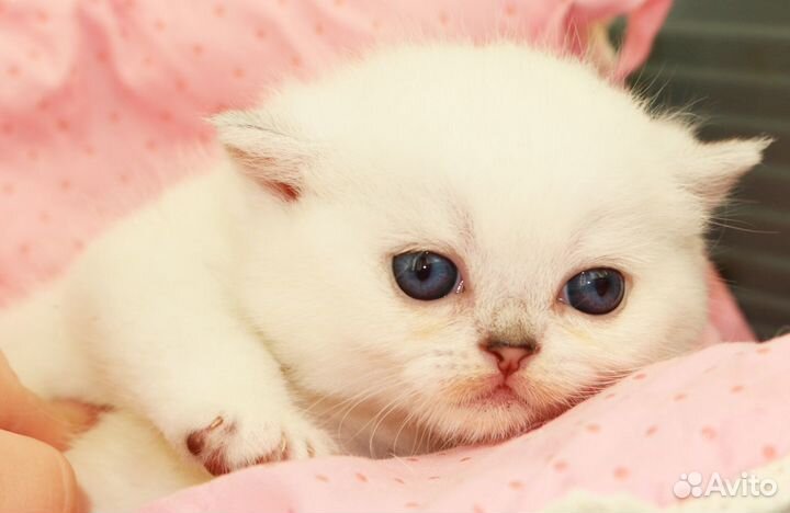 Британские шиншиллы с сапфировыми глазками