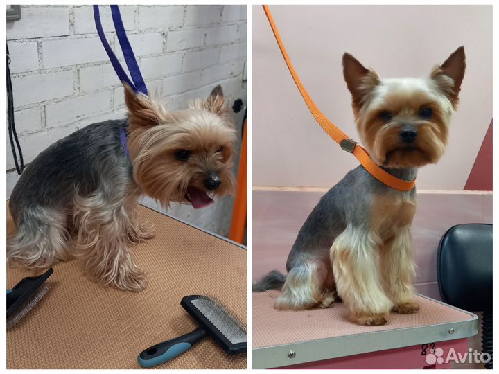 Помощник грумера