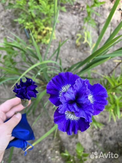 Ирисы бородатые, сибирские, карликовые