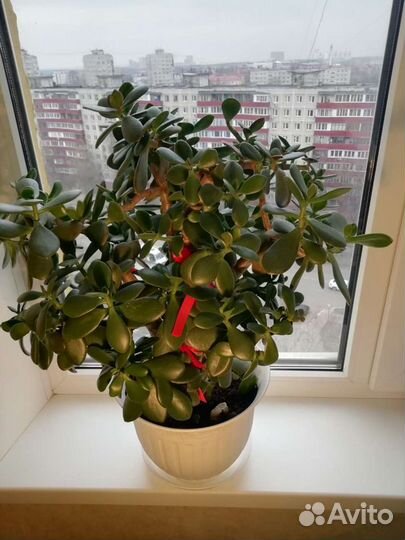 Крассула Овата, Русби вариегата, Алоэ, Дримиопсис