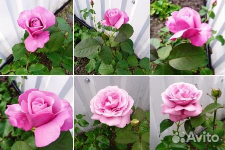 Розы кустовые