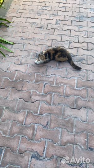 Кошки в добрые руки