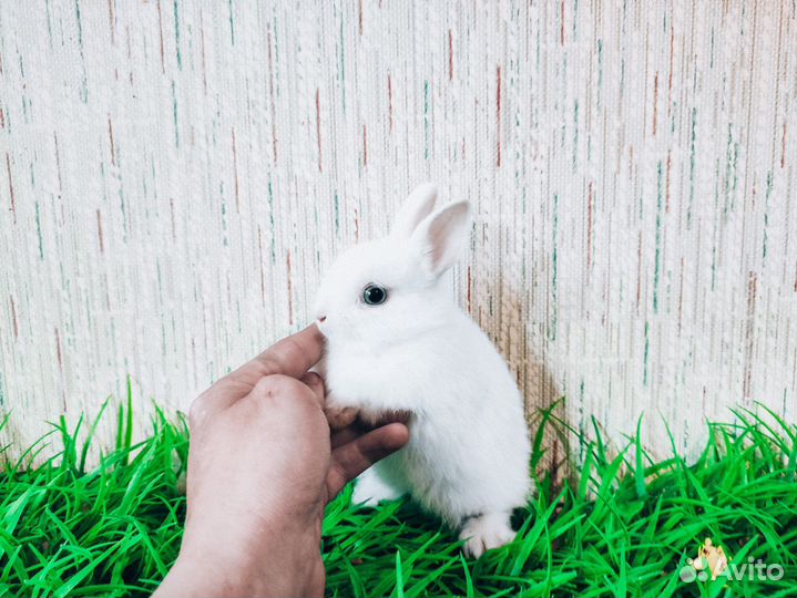 Мини Карликовый кролик - гермелин и др. породы